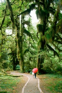 Hoh Rain Forest